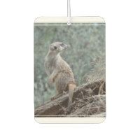 vorsichtig Meerkat
