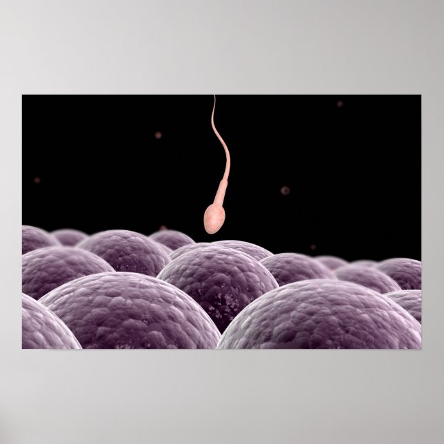 Vorstellung der Fertilisation Poster (Vorne)