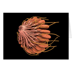 Vorstellung der weiblichen Brustanatomie