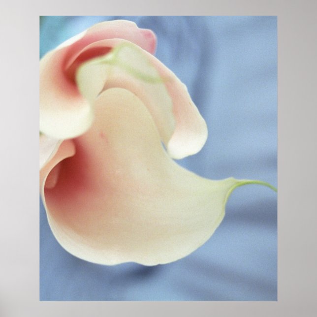 Vortex White Calla Lilies Art Print Poster Foto (Vorne)