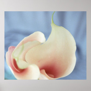 Vortex White Calla Lilies Art Print Poster Foto