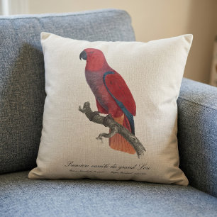 Vosmaer-Edelpapagei, Eclectus roratus vosmaeri Kissen