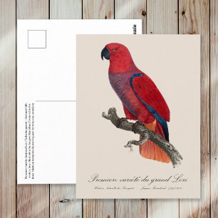 Vosmaer-Edelpapagei, Eclectus roratus vosmaeri Postkarte