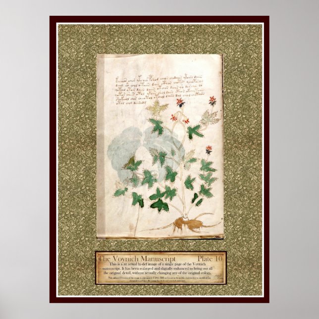 Voynich Plate 10 Poster (Vorne)