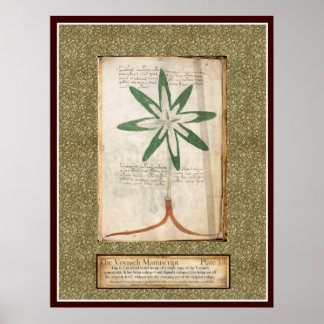 Voynich Plate 13 Poster