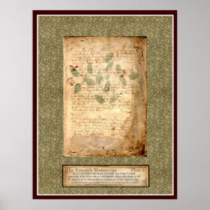 Voynich Plate 1 - Botanische Illustration Poster