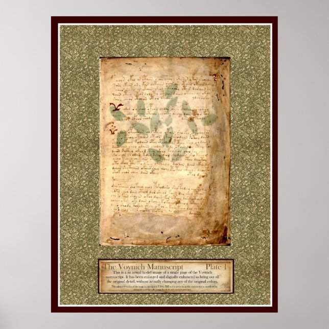 Voynich Plate 1 - Botanische Illustration Poster (Vorne)