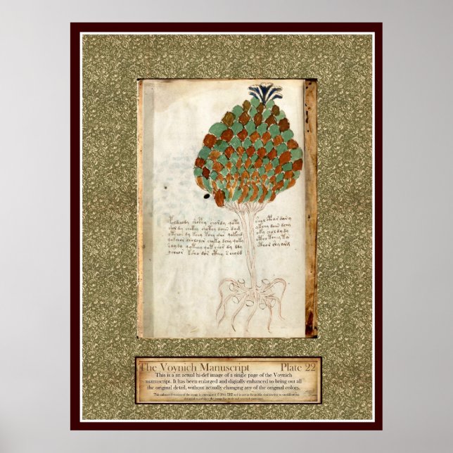Voynich Plate 22 Poster (Vorne)