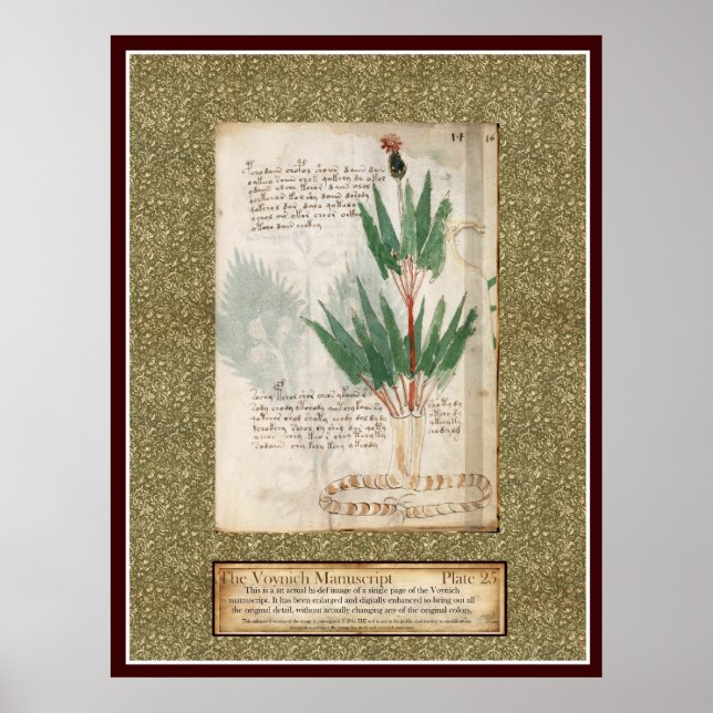 Voynich Plate 25 Poster (Vorne)