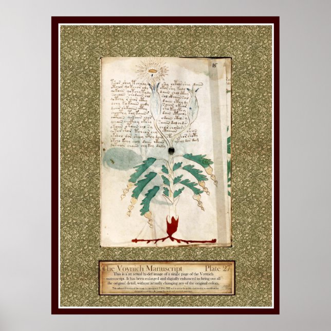 Voynich Plate 27 Poster (Vorne)