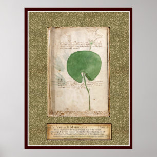Voynich Plate 4 - Botanische Illustration Poster
