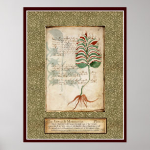 Voynich Plate 5 - Botanische Illustration Poster