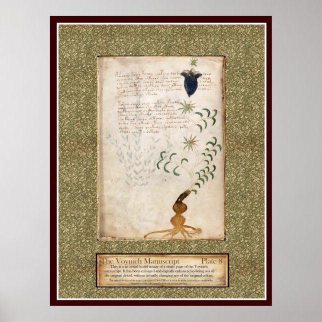 Voynich Plate 8 Poster (Vorne)