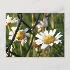 Vrede achter het hek. In bloemen illustratief. Postkarte