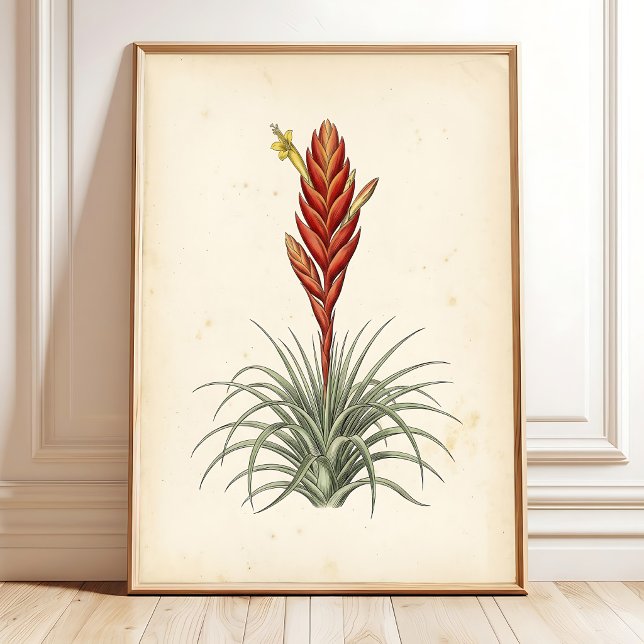Vriesea Botanischer Druck Wandkunst Poster (Von Creator hochgeladen)
