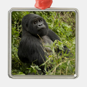 Vulkane Nationalpark, Berggorilla Ornament Aus Metall