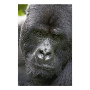 Vulkane NP, Ruanda, Berggorillas, Fotodruck