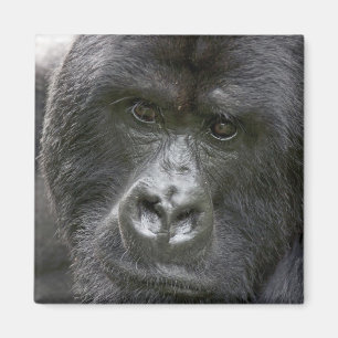Vulkane NP, Ruanda, Berggorillas, Magnet
