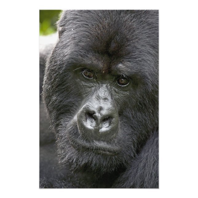 Vulkane NP, Ruanda, Mountain Gorillas, Fotodruck (Vorne)