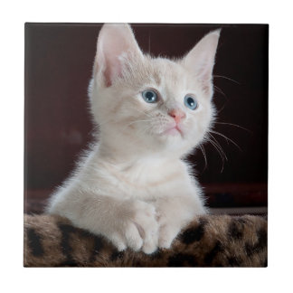 Vulnerable White Kitten Fliese