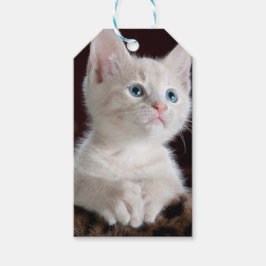 Vulnerable White Kitten Geschenkanhänger