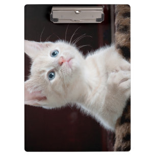 Vulnerable White Kitten Klemmbrett