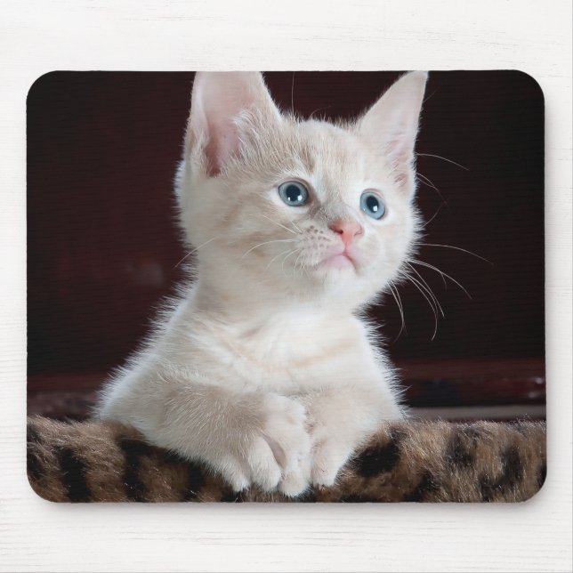 Vulnerable White Kitten Mousepad (Vorne)