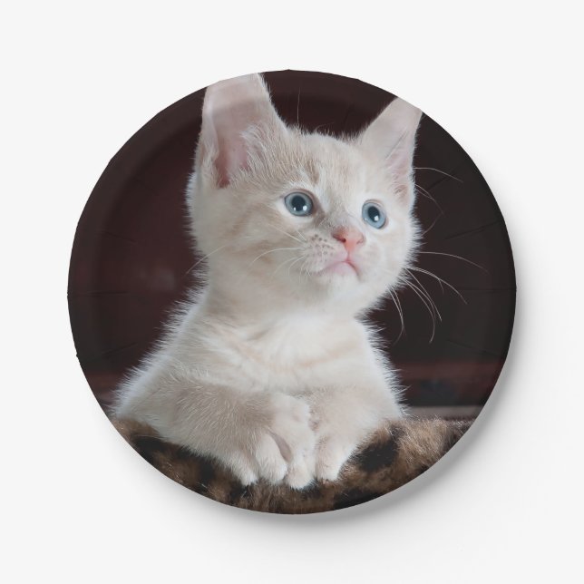 Vulnerable White Kitten Pappteller (Vorderseite)
