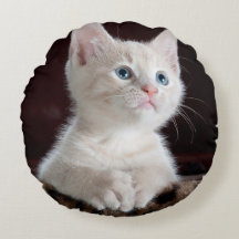 Vulnerable White Kitten