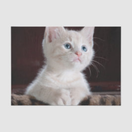 Vulnerable White Kitten Seidenpapier