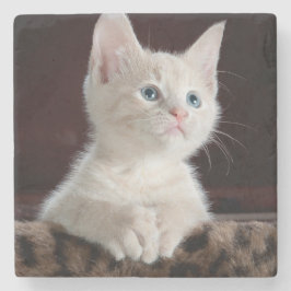 Vulnerable White Kitten Steinuntersetzer