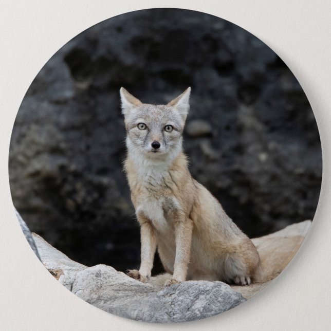Vulpes corsac button (Vorderseite)