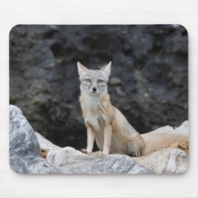 Vulpes corsac mousepad (Vorne)