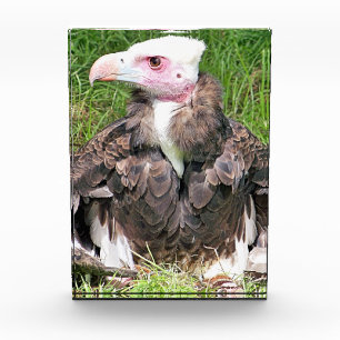 VULTUR FOTOBLOCK