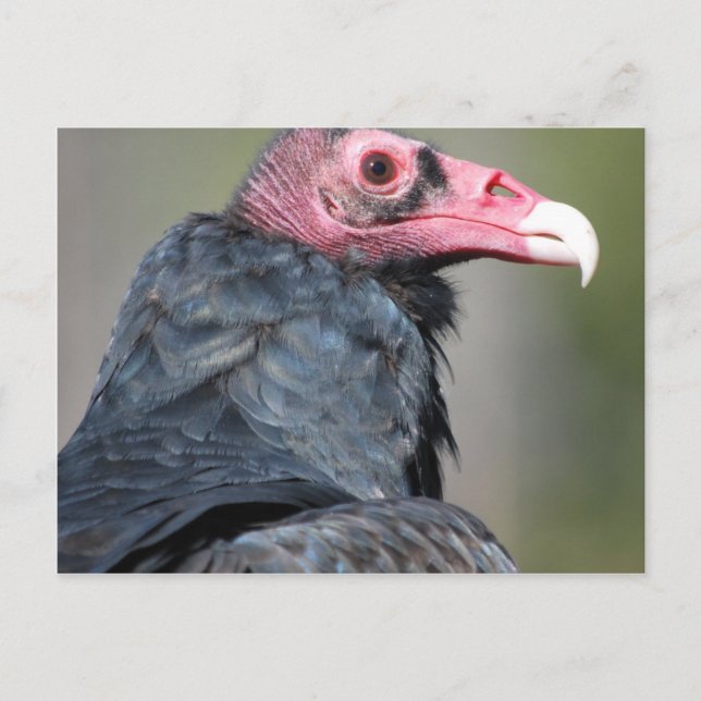 Vulture Bird Raptor Red Face Postkarte (Vorderseite)