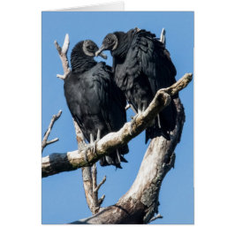 Vulture Honeymoon