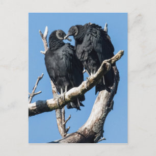 Vulture Honeymoon Postkarte