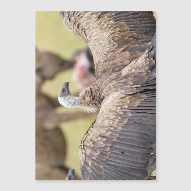Vulture und Hyena Magnetkarte (Vorderseite)