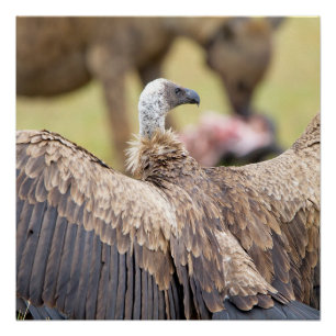 Vulture und Hyena Poster