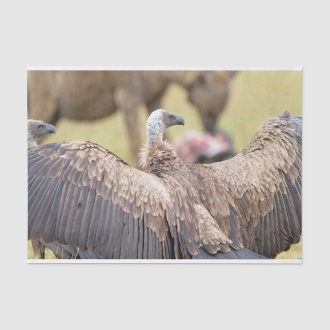 Vulture und Hyena Seidenpapier (Vorderseite)