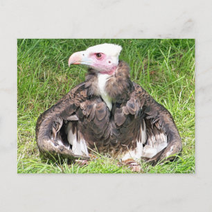 VULTURELLE VOGELN POSTKARTE