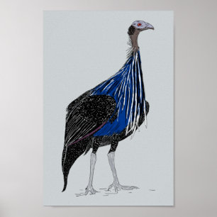 Vulturine Guineafowl Poster