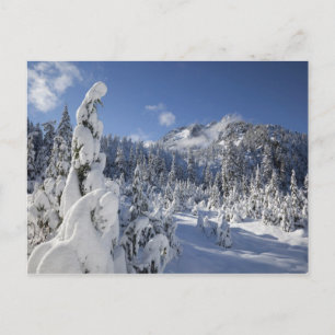 WA, Alpseen Wilderness, Schneesee-Becken Postkarte