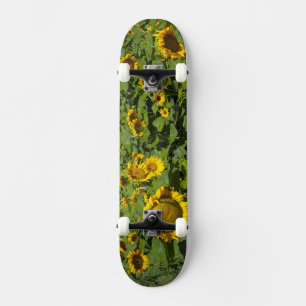 WA, Kittitas County, Sonnenblumenfeld Skateboard