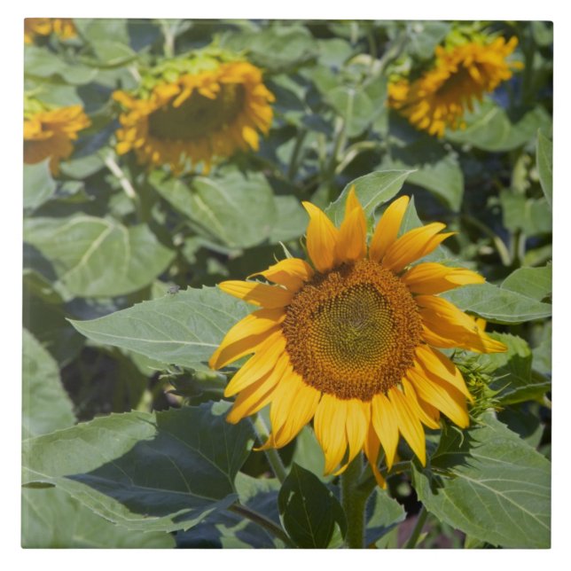 WA, Kittitas Landkreis, Sonnenblumenfeld Fliese (Vorderseite)