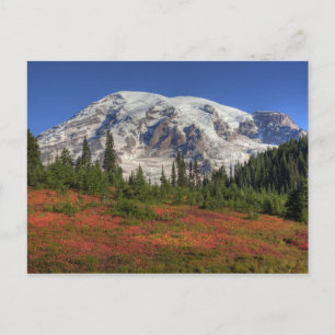 WA, Mt. Rainier Nationalpark, Paradise Valley Postkarte