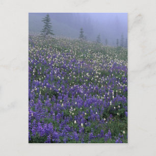 WA, Mt. Rainier NP, Lupinen- und Bistort-Wiese Postkarte