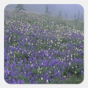 WA, Mt. Rainier NP, Lupinen- und Bistort-Wiese Quadratischer Aufkleber
