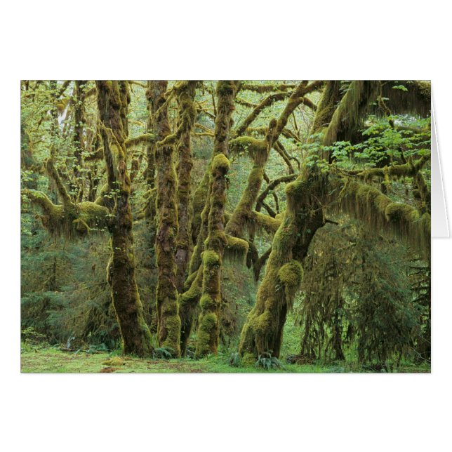WA, Olympic NP, Hoh Rain Forest, Hall of Fame (Vorderseite (Horizontal))