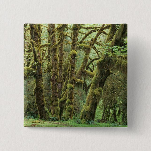 WA, Olympic NP, Hoh Rain Forest, Hall of Fame Button (Vorderseite)